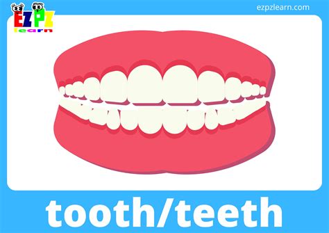 Body Parts Flashcards With Words View Online or PDF Download - Ezpzlearn.com