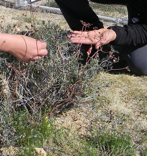 Desert Dweller of the Month: Lane Mountain milkvetch | Article | The ...