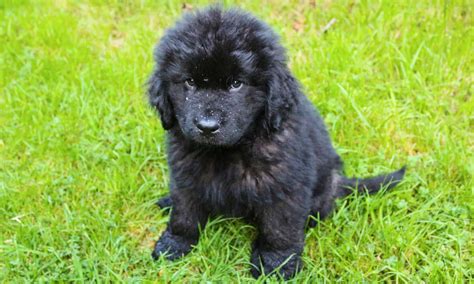 How Much Do Newfoundlands Cost