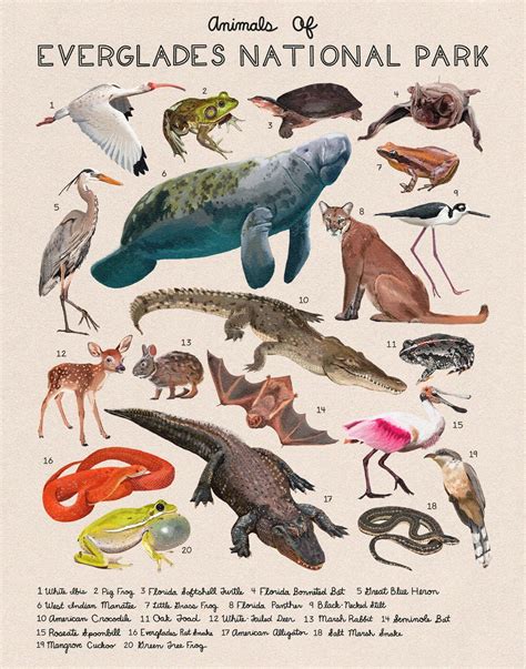Animals of Everglades National Park 11x14 - Etsy