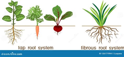 Tree Root Type 的图像结果