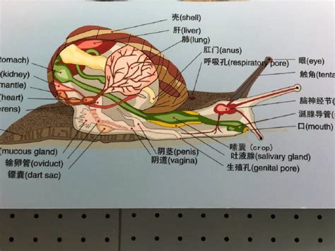 花谷论坛 - 蜗牛的解剖构造 ，涨姿势了
