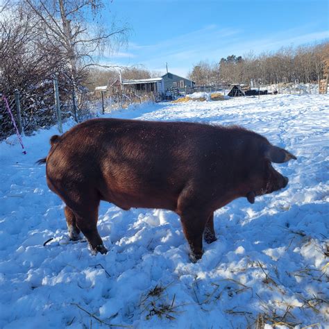 Red Wattle Pigs For Sale - Hogs & Horns Homestead