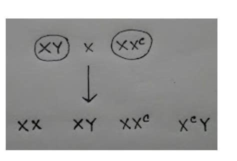 Following is the cross showing the inheritance pattern of haemophilic ...
