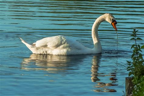 Free Images : wing, lake, reflection, beak, fauna, swan, vertebrate ...