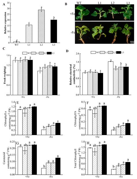 Overexpressing ATP Sulfurylase Improves Fe-Deficiency Tolerance in ...