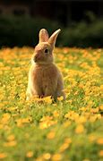 Image result for Spring Flowers Bunnies and Baby Animals