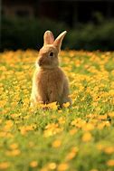 Image result for Spring Bunnny