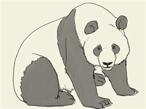 Panda Bear Drawings