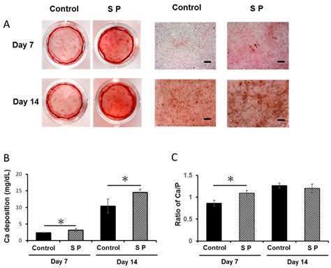Amelogenin Exon 5 Peptide Promotes Cell Proliferation and Osteogenic ...