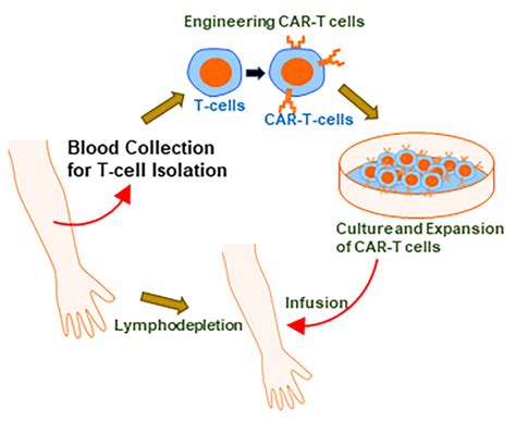 CAR-T Cell Therapies: An Overview of Clinical Studies Supporting Their Approved Use against ...