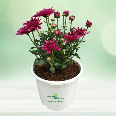 Chrysanthemum Flower Plant Pot Colour & Poly Bag White Pot Pot Size 6 Inch