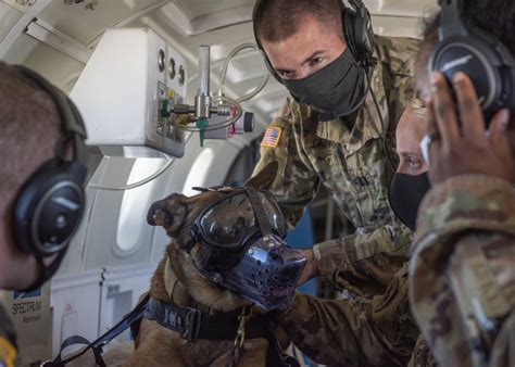 Soldiers, Airmen train to evacuate injured military working dogs ...