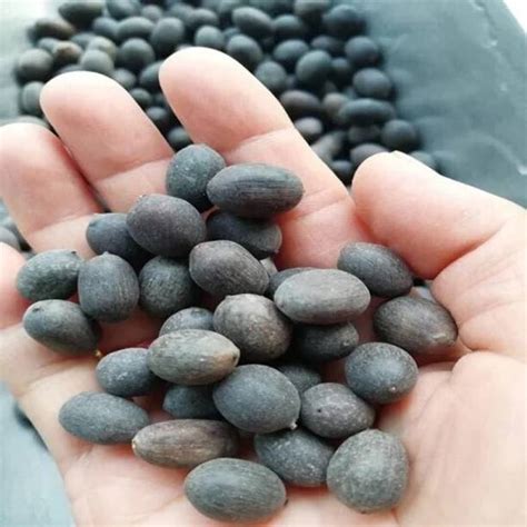 Lotus Seeds Online in India | Flipkart | 24-Dec-25