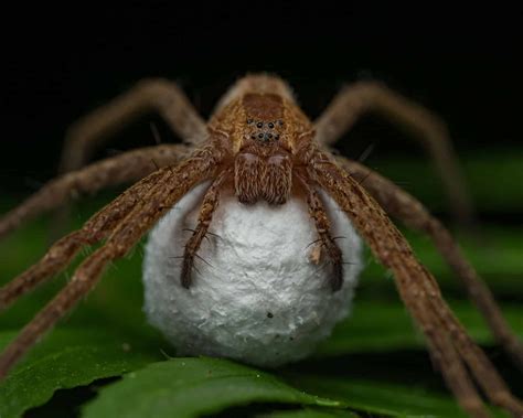 10 interesting facts about spiders