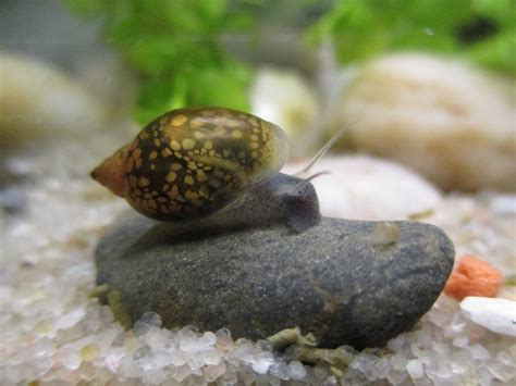 20 Types of Snails (Pictures And Identification)