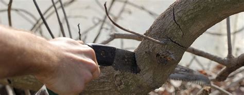 Image result for Homemade Tree Pruner