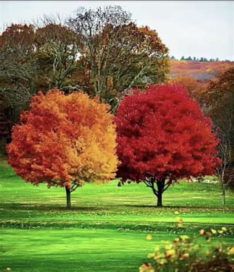 Image result for T-Tree