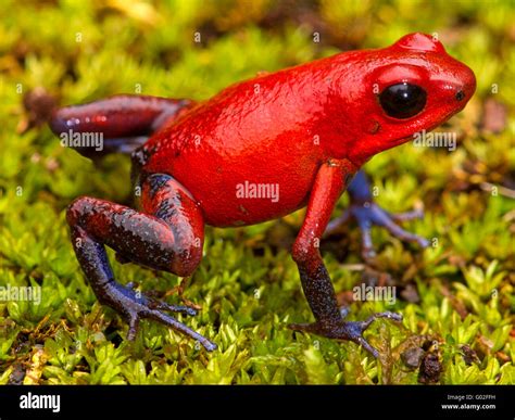 Strawberry poison dart frog Stock Photo - Alamy