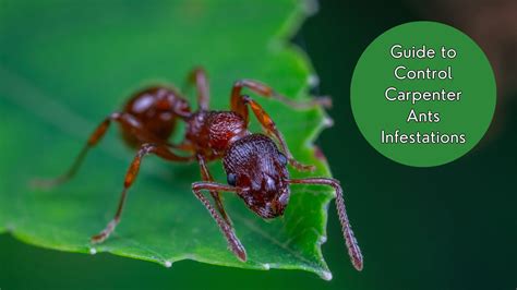 Carpenter Ant Infestation In House - Signs, Damage, and Prevention