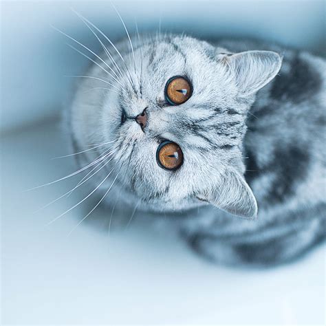 15 Lovely Pictures of Cats