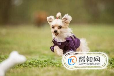 曾风靡一时的“约克夏犬”，为什么养的人变少了？原因有6个！ - 知乎