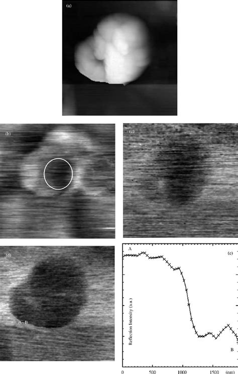 Snom Spectroscopy 的图像结果