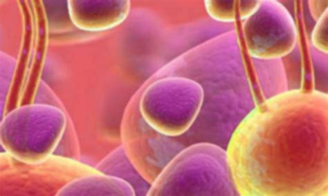 Combating Antibiotic Resistance: Need of the Yeast Probiotic | CME ...