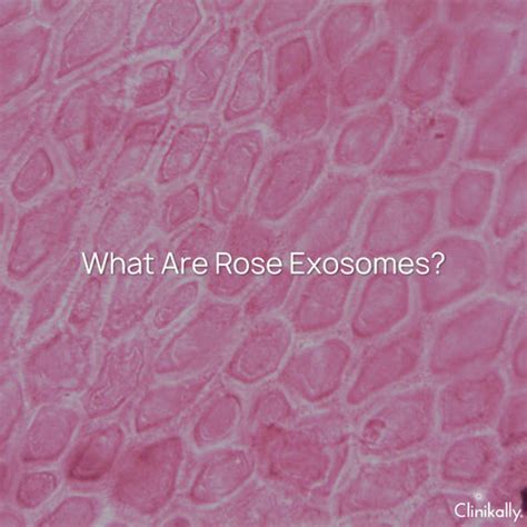 Benefits of Rose Exosomes in Skincare
