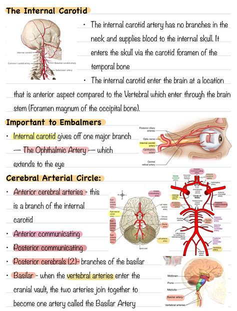Internal Carotid Artery - Anatomy, Function, and Clinical Significance