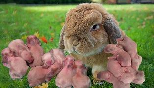 Image result for Momma Rabbit