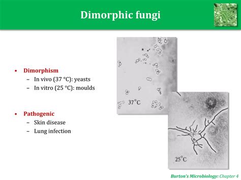 Microbiology UNIT 5: Fungi | PPTX