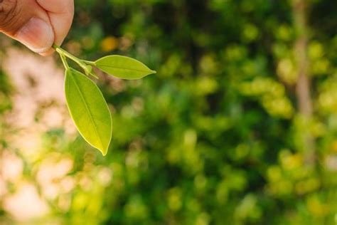 Image result for Scrollable Landscape Top View