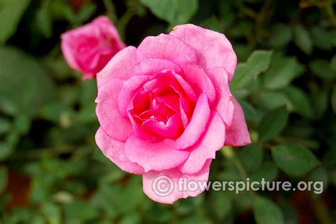 Pink Flowers Gallery 1, Pink flowers images with names