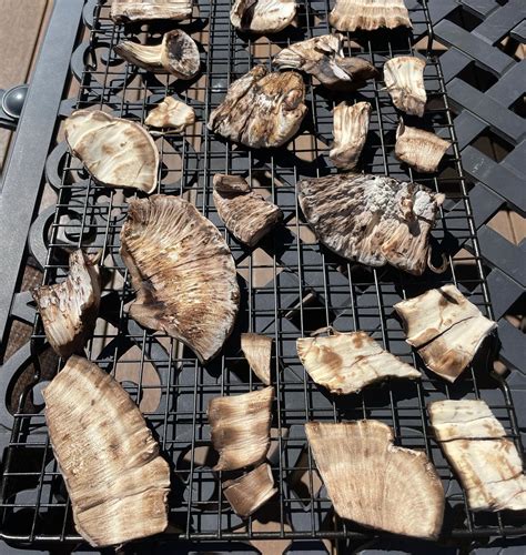 Meripilus sumstinei - Black-staining Polypore - Eat The Planet