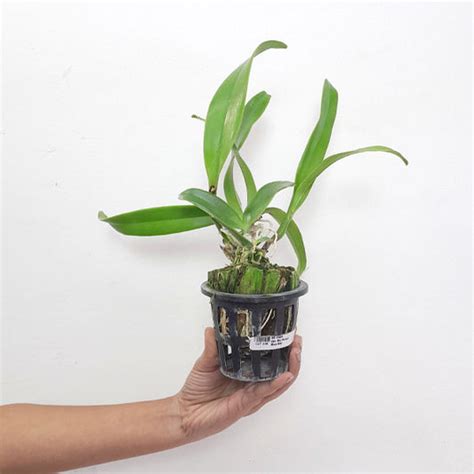 Buy Cattleya Orchids Online India | Cattleya Orchid | Orchid-tree ...