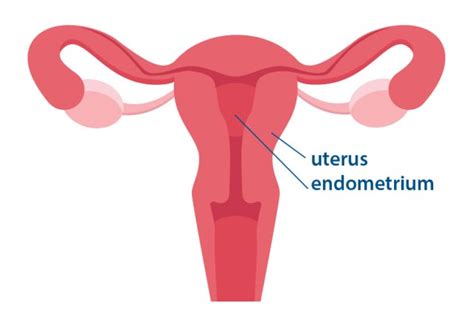 Image result for Endometrium