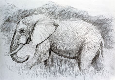 Drawing Of African Elephant - Drawing Tips Guide