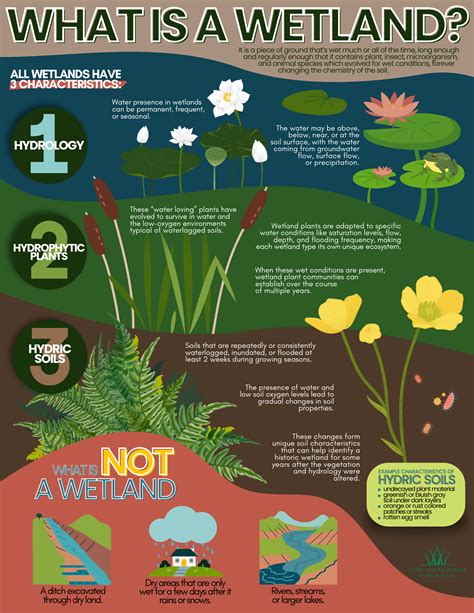 Wetland Ecosystem Wetlands 101 – Winton Wetlands