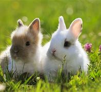 bunnies 的图像结果
