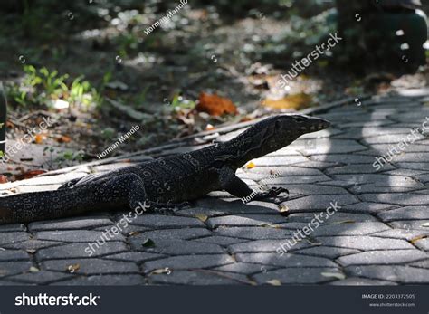 Image result for Monitor Lizard Running Speed