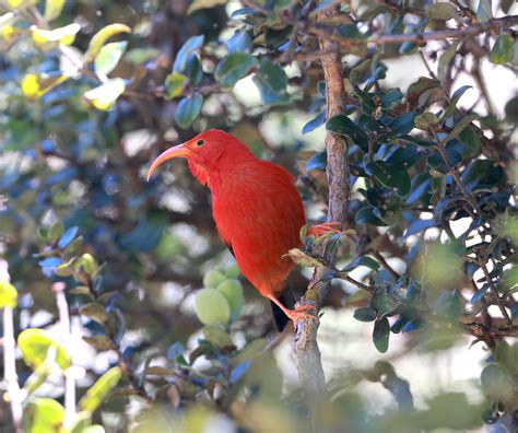 Avifauna of Hawaii: Birds on the Brink - Golden Gate Bird Alliance