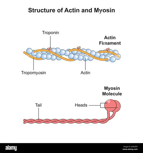 Myosin Chemical Structure