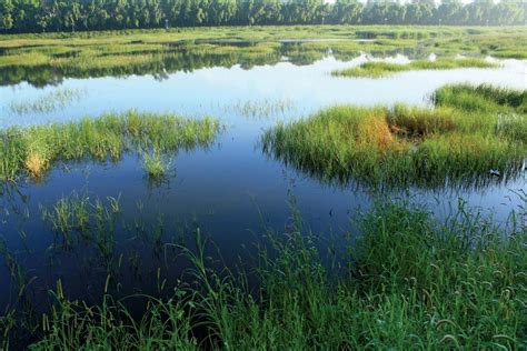 Ecosystem services | Definition, History, & Importance | Britannica