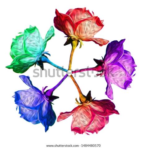 Rose Color 的图像结果