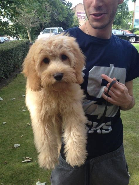 Image result for Cockapoo Haircut Styles