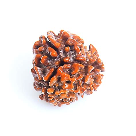 3 Mukhi Rudraksha Bead, Three Faced Rudraksha Lab Certified Original ...