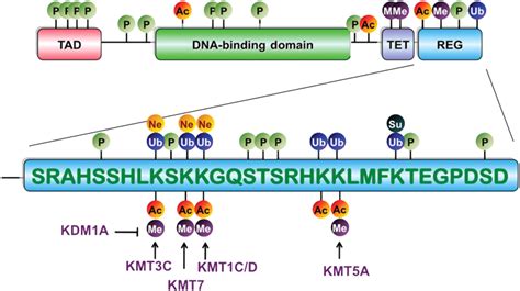 Image result for Methylation Reaction in Post Translational Modification