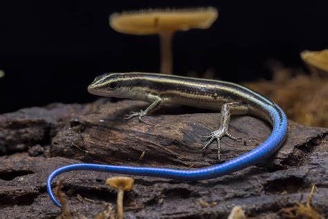Blue Tailed Skink Care Guide (Needs & FAQs Explained + Pics)