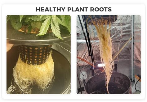 Healthy Taproot Macro